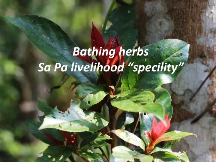 bathing herbs sa pa livelihood specility