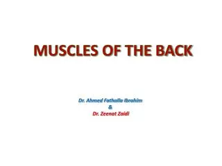 MUSCLES OF THE BACK