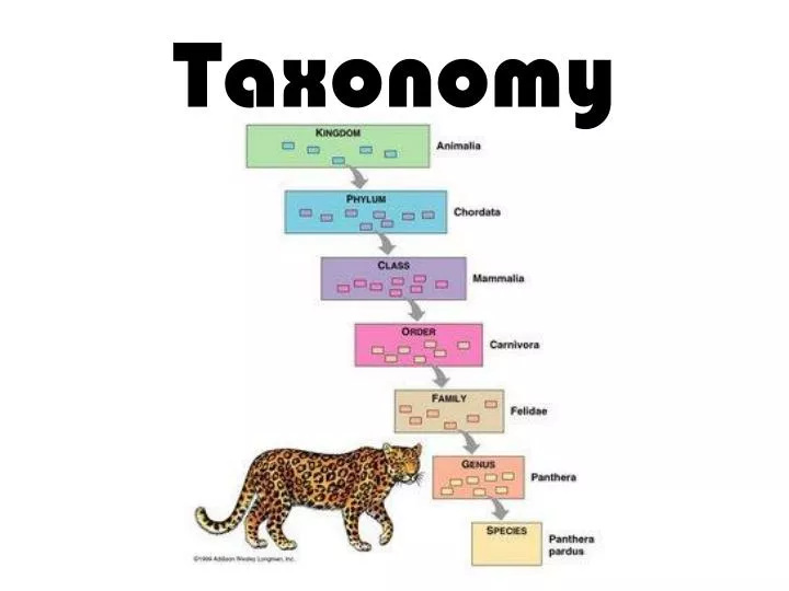 taxonomy