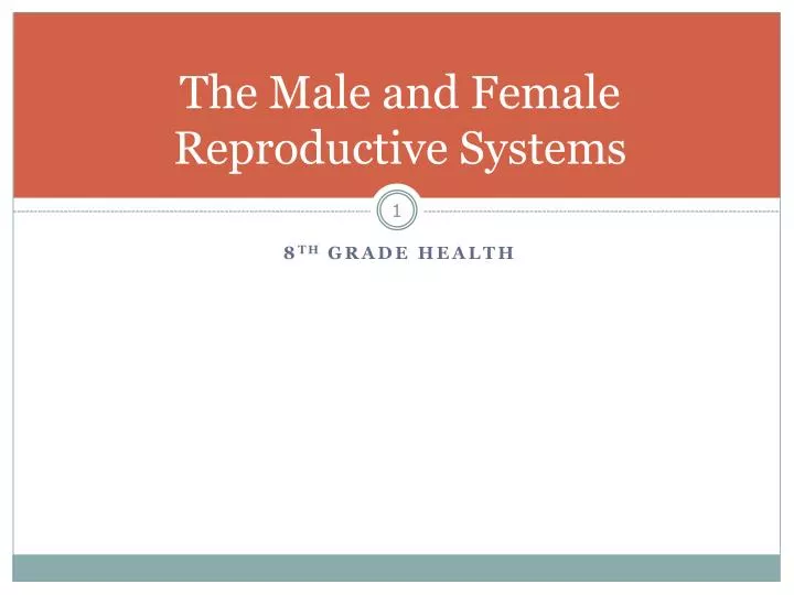the male and female reproductive systems