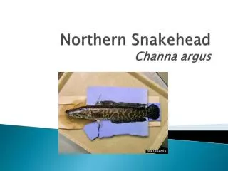 Northern Snakehead Channa argus