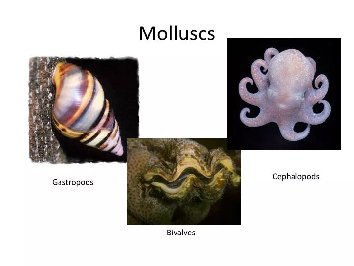 molluscs