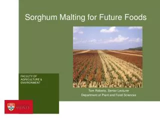 Sorghum Malting for Future Foods