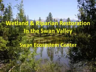 Wetland &amp; Riparian Restoration In the Swan Valley