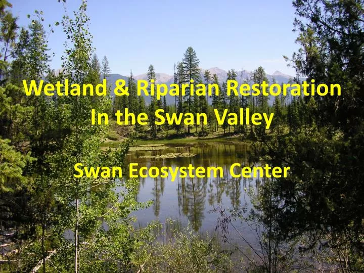 wetland riparian restoration in the swan valley