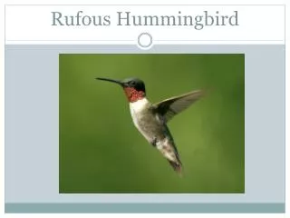 Rufous Hummingbird