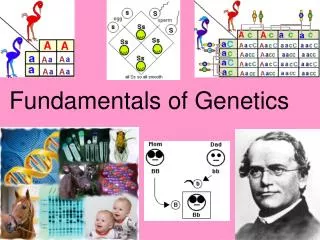 Fundamentals of Genetics