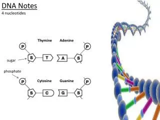 DNA Notes 4 nucleotides