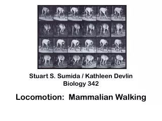Stuart S. Sumida / Kathleen Devlin Biology 342 Locomotion: Mammalian Walking