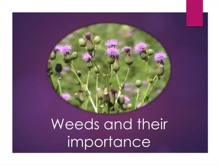weeds and their importance
