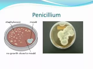 penicillium