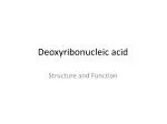 Deoxyribonucleic acid - slide 1