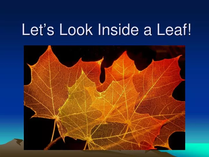 let s look inside a leaf