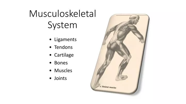 musculoskeletal system