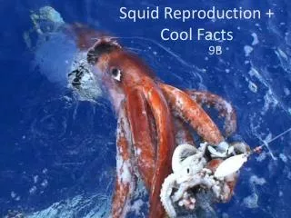 Squid Reproduction + Cool Facts