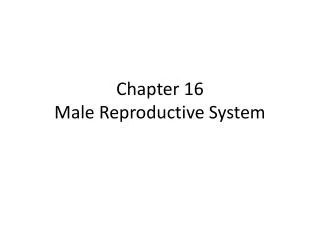 Chapter 16 Male Reproductive System