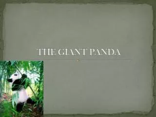 THE GIANT PANDA