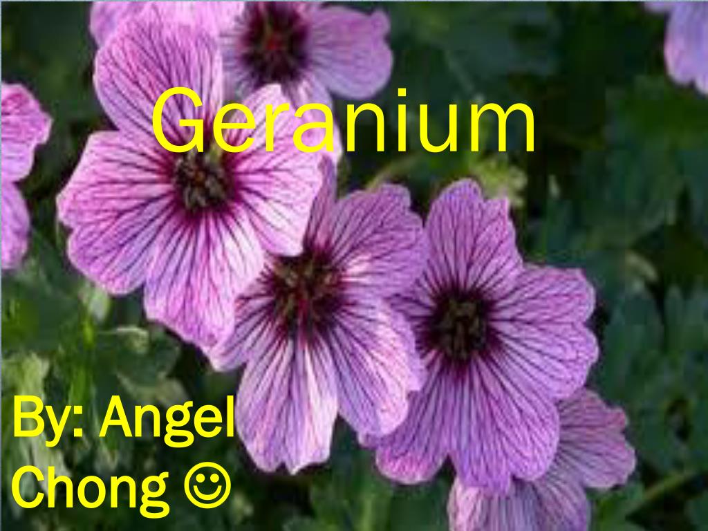 PPT - Geranium PowerPoint Presentation, free download - ID:2424980