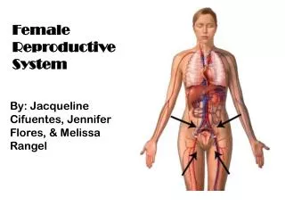 Female Reproductive System