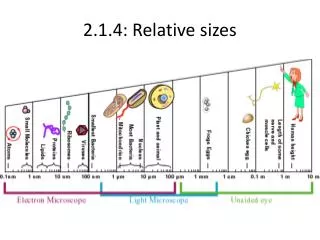 2.1.4: Relative sizes