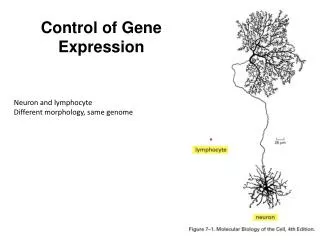 Neuron and lymphocyte Different morphology, same genome