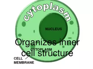 Organizes inner cell structure