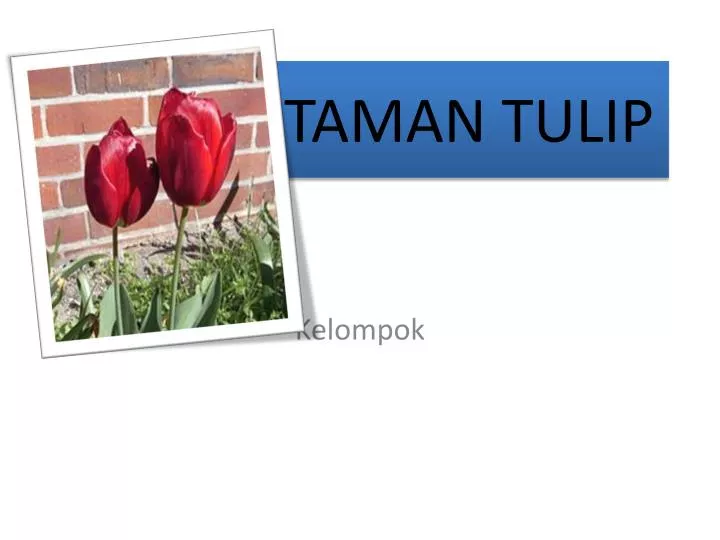 taman tulip