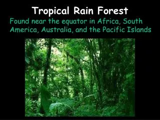 Tropical Rain Forest