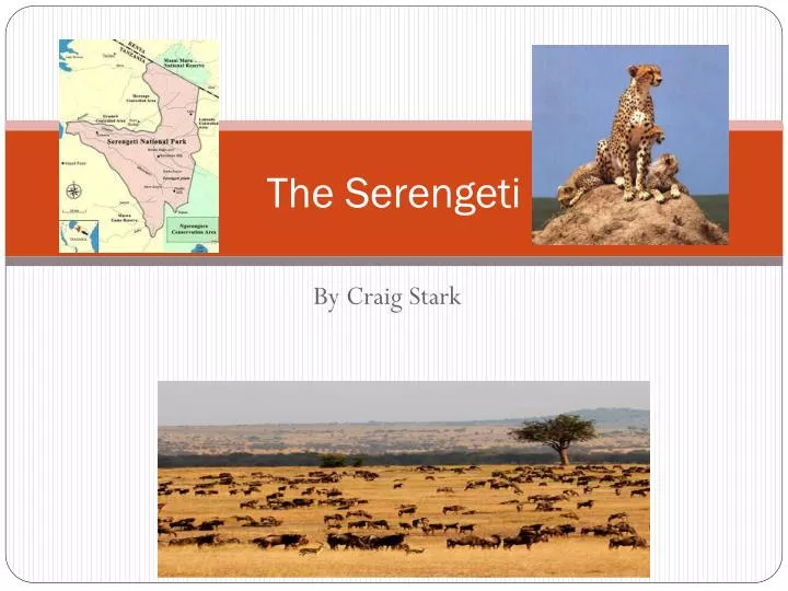the serengeti