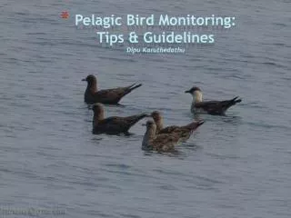 Pelagic Bird Monitoring: Tips &amp; Guidelines Dipu Karuthedathu