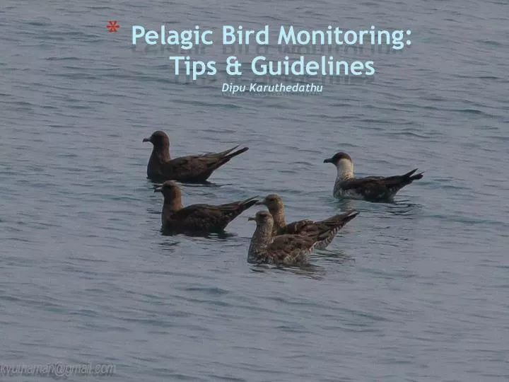 pelagic bird monitoring tips guidelines dipu karuthedathu