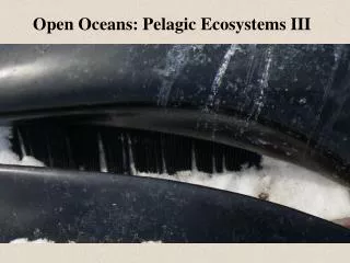 Open Oceans: Pelagic Ecosystems III