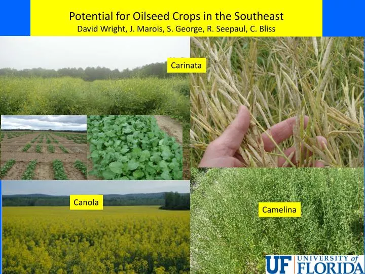 potential for oilseed crops in the southeast david wright j marois s george r seepaul c bliss