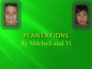 plantations