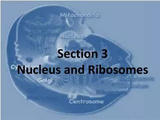 Section 3 Nucleus and Ribosomes