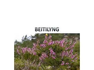 beitilyng