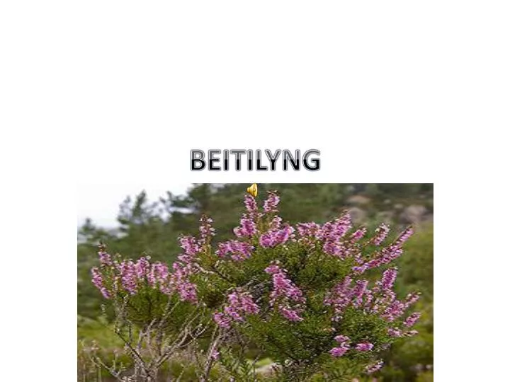 beitilyng