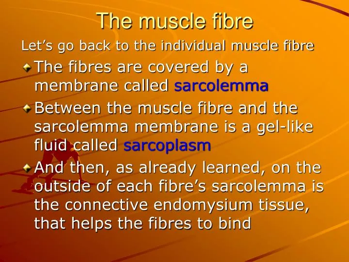 the muscle fibre