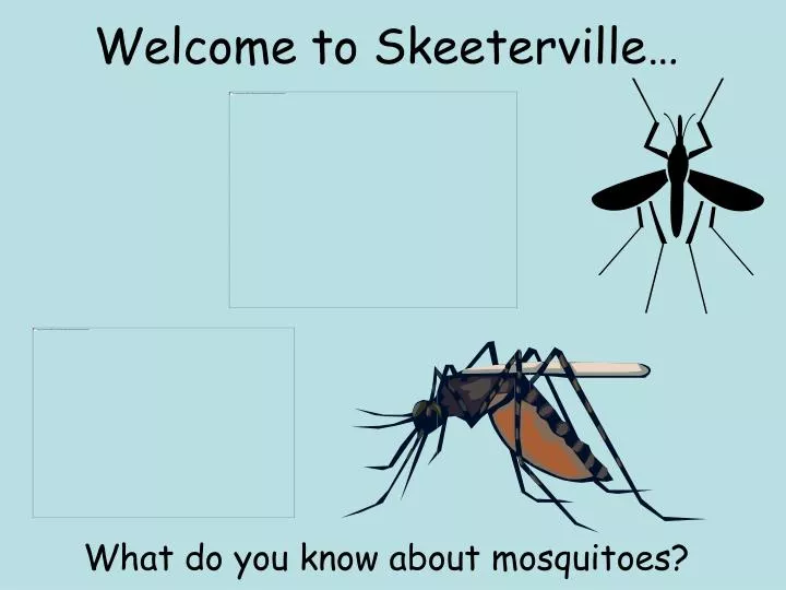 welcome to skeeterville what do you know about mosquitoes