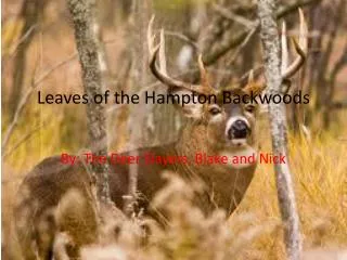 Leaves of the Hampton Backwoods