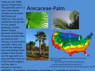 Arecaceae -Palm