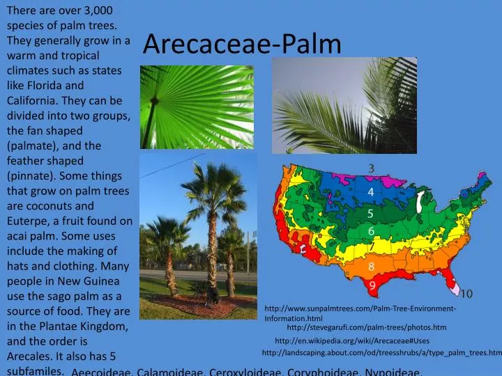 arecaceae palm