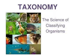 TAXONOMY