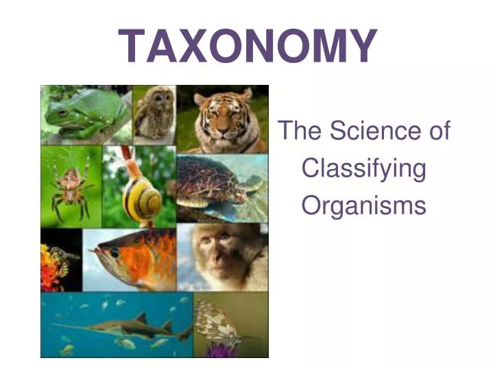 taxonomy