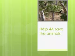 Help 4A save the animals