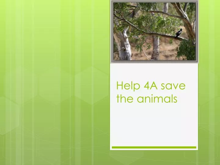 help 4a save the animals