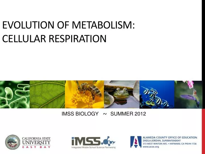 evolution of metabolism cellular respiration