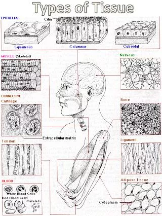 Types of Tissue