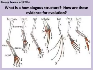 What is a homologous structure? How are these evidence for evolution?