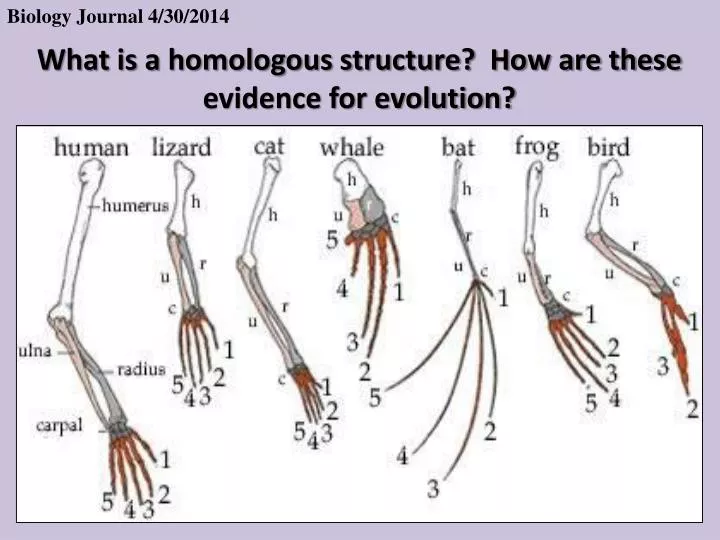 what is a homologous structure how are these evidence for evolution